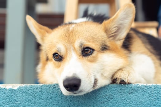 Portrait of thoughtful welsh pembroke corgi pet lying on blue concrete floor near house, looking aside relaxing. Domestic animal, pet care, veterinary clinic, animal life, world pet day, pet adoption.