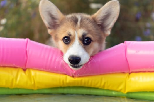 Portrait of adorable welsh pembroke corgi puppy putting snout on colorful inflatable pool in summer, looking at camera, playing in the yard. Domestic animal, pet care, veterinary clinic, animal life.