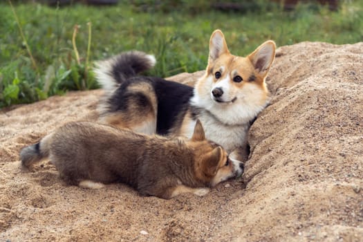 Portrait of two amazing welsh pembroke corgis dogs lying resting relaxing on sand near grass in summer. Domestic animal, pet care, nature, veterinary clinic, animal life, world pet day, pet adoption.