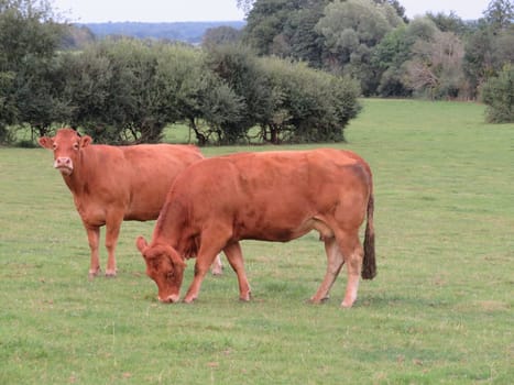 animal cow farm meadows boil milk meat feed production