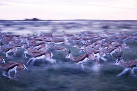 Springbok (Antidorcas marsupialis), Central Kalahari Game Reserve, Ghanzi, Botswana, Africa