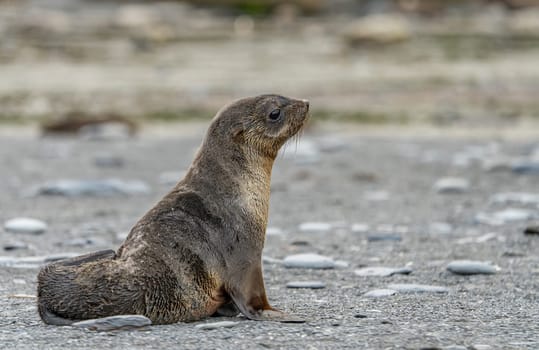 Juvenile Antarctic fur seal (Arctocephalus gazella) in South Georgia in its natural environment