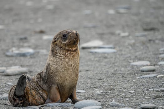Juvenile Antarctic fur seal (Arctocephalus gazella) in South Georgia in its natural environment