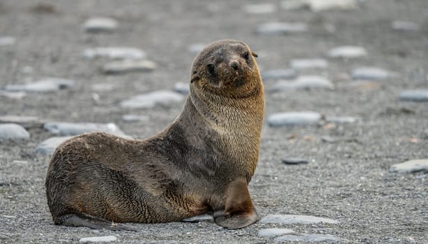 Juvenile Antarctic fur seal (Arctocephalus gazella) in South Georgia in its natural environment