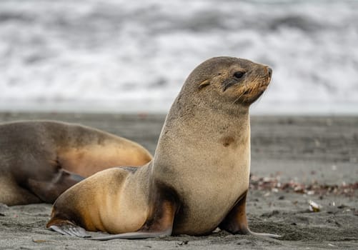 Juvenile Antarctic fur seal (Arctocephalus gazella) in South Georgia in its natural environment