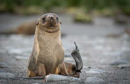 Juvenile Antarctic fur seal (Arctocephalus gazella) in South Georgia in its natural environment
