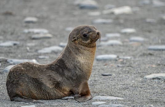 Juvenile Antarctic fur seal (Arctocephalus gazella) in South Georgia in its natural environment