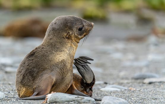 Juvenile Antarctic fur seal (Arctocephalus gazella) in South Georgia in its natural environment