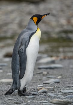 individual king penguin King penguin (APTENODYTES PATAGONICUS) in South Georgia poses on beach
