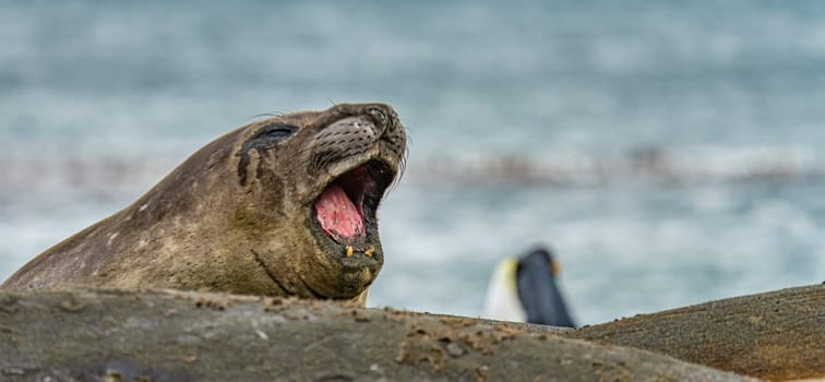 Juvenile Antarctic fur seal (Arctocephalus gazella) in South Georgia in its natural environment