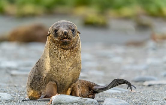Juvenile Antarctic fur seal (Arctocephalus gazella) in South Georgia in its natural environment