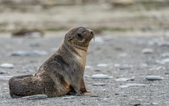 Juvenile Antarctic fur seal (Arctocephalus gazella) in South Georgia in its natural environment