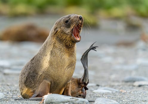 Juvenile Antarctic fur seal (Arctocephalus gazella) in South Georgia in its natural environment
