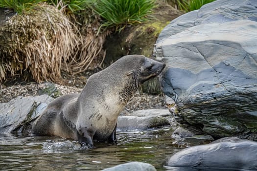 Juvenile Antarctic fur seal (Arctocephalus gazella) in South Georgia in its natural environment