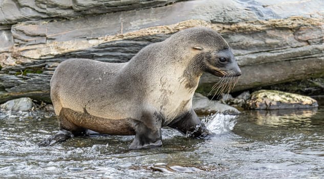 Juvenile Antarctic fur seal (Arctocephalus gazella) in South Georgia in its natural environment