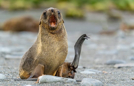 Juvenile Antarctic fur seal (Arctocephalus gazella) in South Georgia in its natural environment