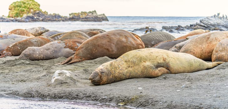 South Georgia - Where king penguins and elephant seals say goodnight - Southern Elephant Seal (Mirounga leonin) lies relaxed on the shore in the sand