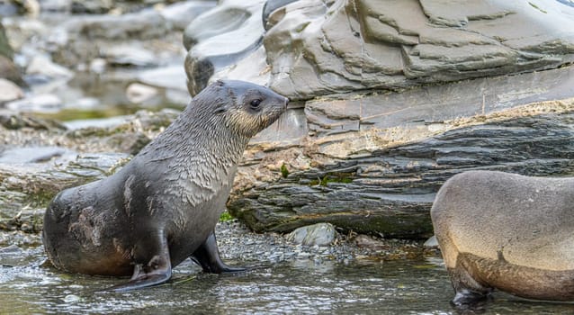 Juvenile Antarctic fur seal (Arctocephalus gazella) in South Georgia in its natural environment