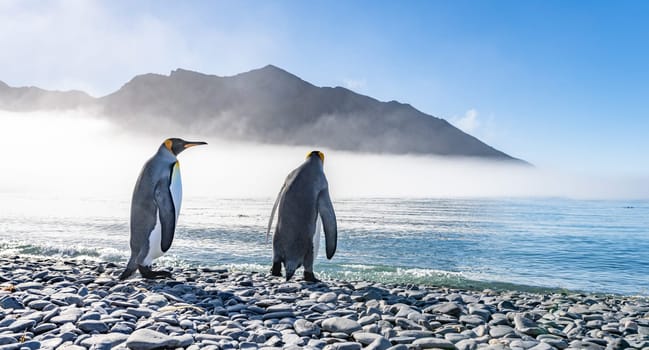 Pair of 2 King Penguins (APTENODYTES PATAGONICUS) on South Georgia interacting with each other