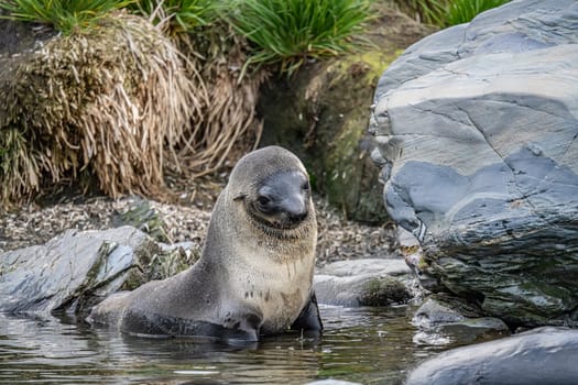 Juvenile Antarctic fur seal (Arctocephalus gazella) in South Georgia in its natural environment