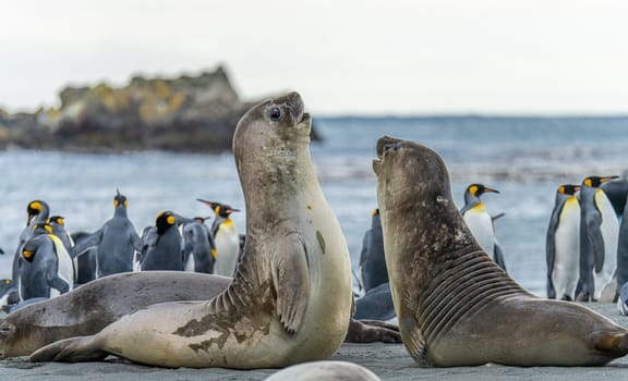 2 young pretty Antarctic fur seals / Antarctic fur seal babies (Arctocephalus gazella) playing Together in South Georgia in their natural environment in the water