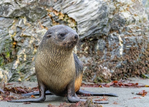 Juvenile Antarctic fur seal (Arctocephalus gazella) in South Georgia in its natural environment