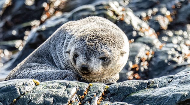 Juvenile Antarctic fur seal (Arctocephalus gazella) in South Georgia in its natural environment