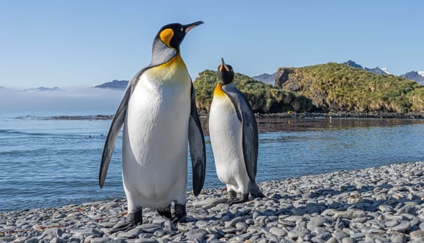 Pair of 2 King Penguins (APTENODYTES PATAGONICUS) on South Georgia interacting with each other