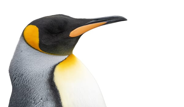 single king penguin (APTENODYTES PATAGONICUS) isolated against white background