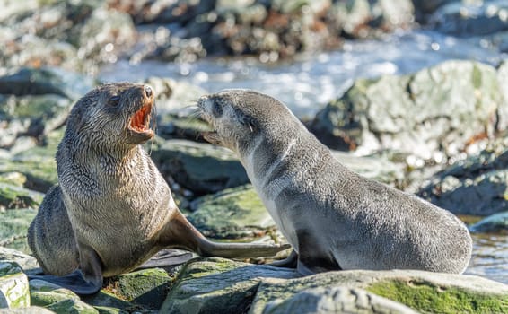 Juvenile Antarctic fur seal (Arctocephalus gazella) in South Georgia in its natural environment