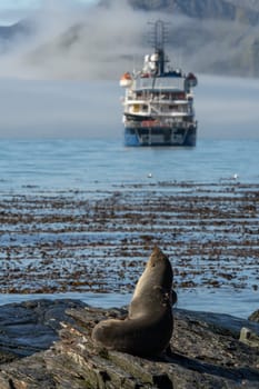 Antarctic fur seal (Arctocephalus gazella) on the shore of South Georgia looking towards an Antarctic expedition ship in the background.