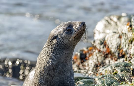 Juvenile Antarctic fur seal (Arctocephalus gazella) in South Georgia in its natural environment