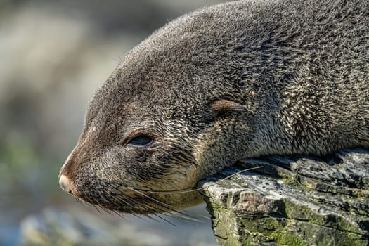 Juvenile Antarctic fur seal (Arctocephalus gazella) in South Georgia in its natural environment