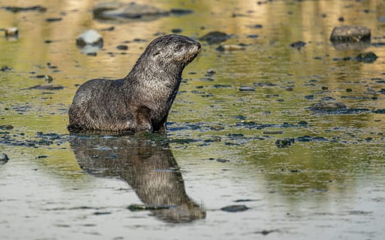 Juvenile Antarctic fur seal (Arctocephalus gazella) in South Georgia in its natural environment