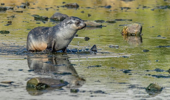 Juvenile Antarctic fur seal (Arctocephalus gazella) in South Georgia in its natural environment