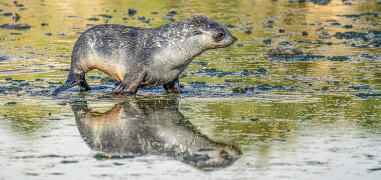 Juvenile Antarctic fur seal (Arctocephalus gazella) in South Georgia in its natural environment