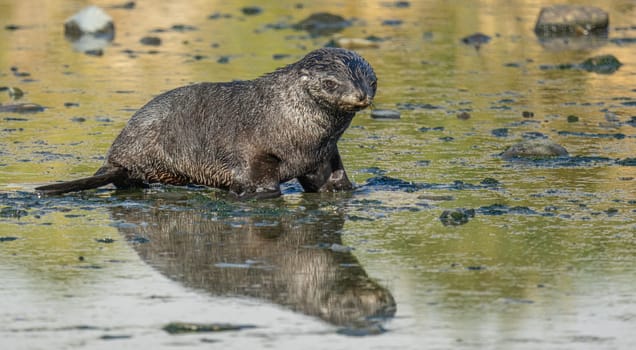 Juvenile Antarctic fur seal (Arctocephalus gazella) in South Georgia in its natural environment