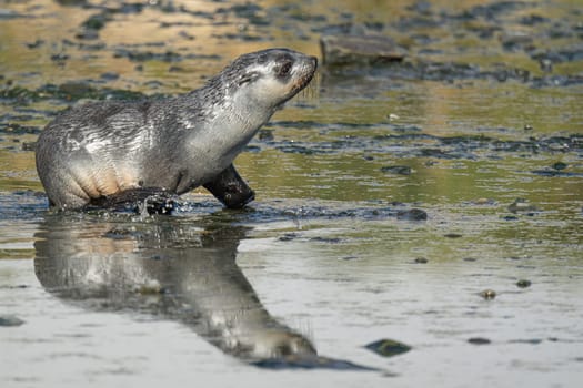 Juvenile Antarctic fur seal (Arctocephalus gazella) in South Georgia in its natural environment
