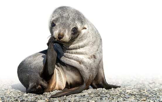 Juvenile Antarctic fur seal (Arctocephalus gazella) in South Georgia in its natural environment
