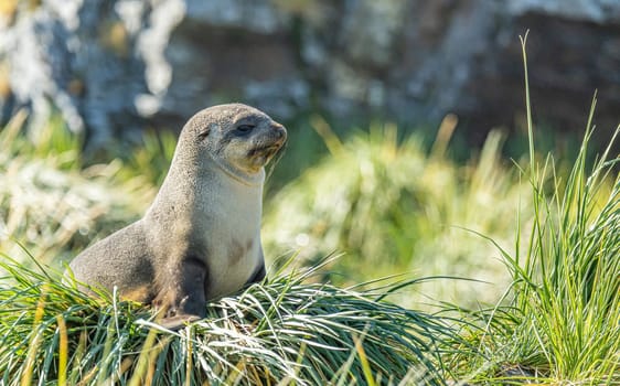 Juvenile Antarctic fur seal (Arctocephalus gazella) in South Georgia in its natural environment