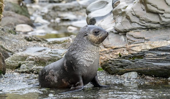 Juvenile Antarctic fur seal (Arctocephalus gazella) in South Georgia in its natural environment