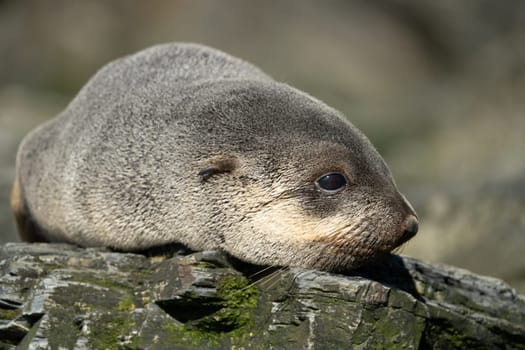 Juvenile Antarctic fur seal (Arctocephalus gazella) in South Georgia in its natural environment