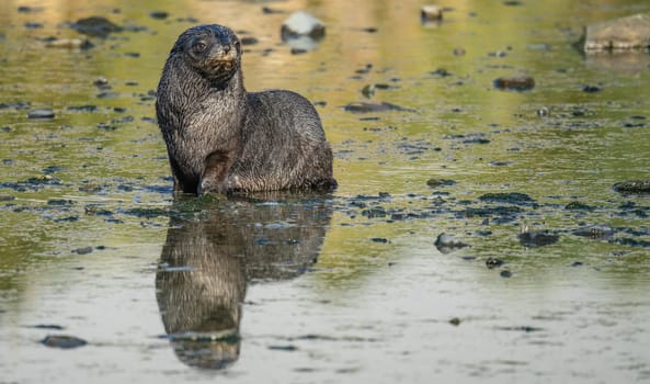 Juvenile Antarctic fur seal (Arctocephalus gazella) in South Georgia in its natural environment
