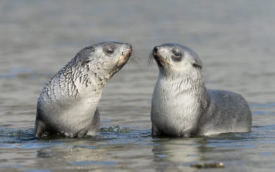 2 young pretty Antarctic fur seals / Antarctic fur seal babies (Arctocephalus gazella) playing Together in South Georgia in their natural environment in the water