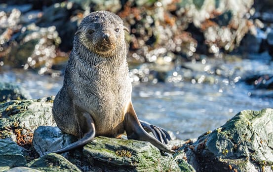 Juvenile Antarctic fur seal (Arctocephalus gazella) in South Georgia in its natural environment