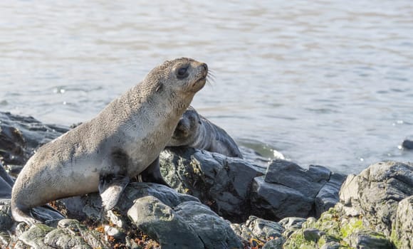 Juvenile Antarctic fur seal (Arctocephalus gazella) in South Georgia in its natural environment