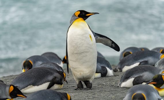 King Penguin - (APTENODYTES PATAGONICUS) Gold Harbour Colony - scenic bay on South Georgia