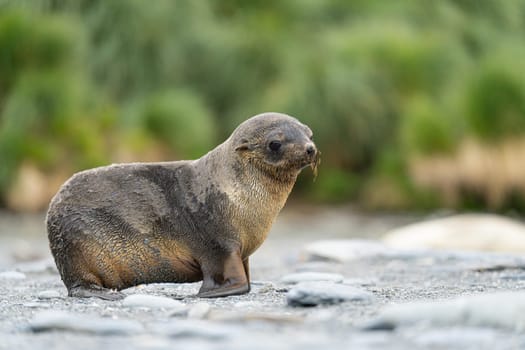Juvenile Antarctic fur seal (Arctocephalus gazella) in South Georgia in its natural environment