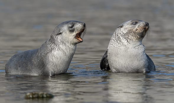 2 young pretty Antarctic fur seals / Antarctic fur seal babies (Arctocephalus gazella) playing Together in South Georgia in their natural environment in the water