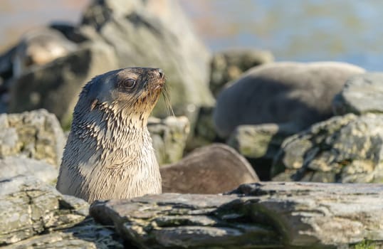 Juvenile Antarctic fur seal (Arctocephalus gazella) in South Georgia in its natural environment